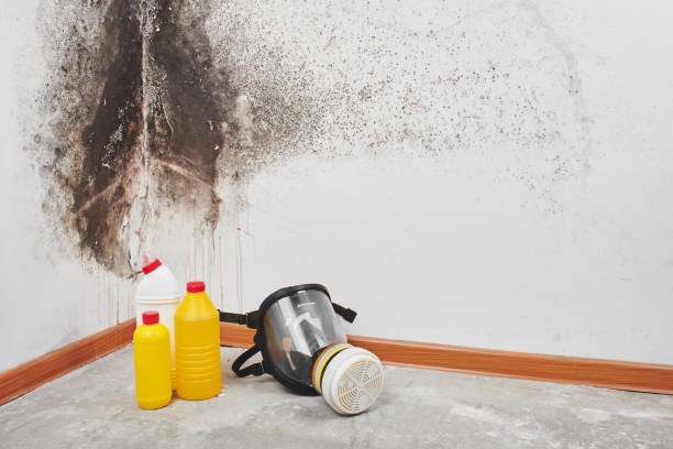 Reliable Parsons, WV Mold Removal Solutions