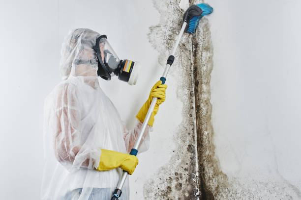 Best Commercial Mold Removal  in Parsons, WV