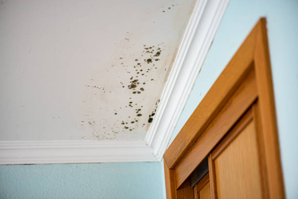 Best Mold Cleaning Services  in Parsons, WV
