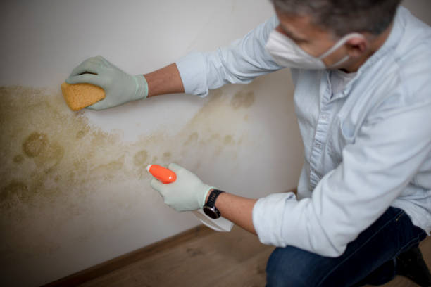 Best Professional Mold Removal  in Parsons, WV