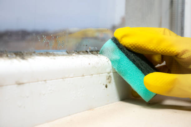 Best Crawl Space Mold Removal  in Parsons, WV