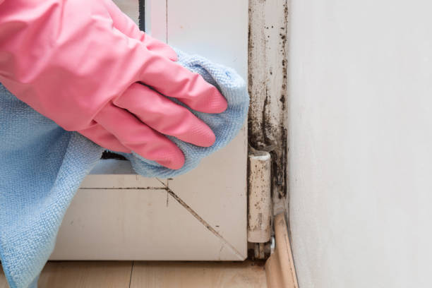 Best Office Mold Removal Services  in Parsons, WV