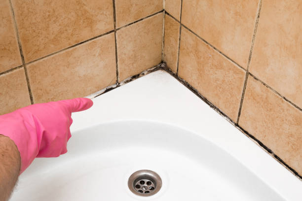 Best Emergency Mold Removal  in Parsons, WV
