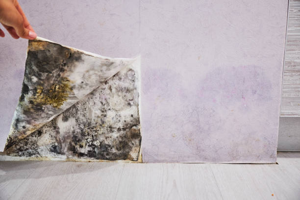  Parsons, WV Mold Removal Pros